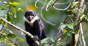 Discovering Africa More: Nyungwe Forest National Park in Rwanda (The Water Tank of Rwanda)
