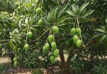 “The Mango Tree Wisdom Series”: African Proverbs and their Meanings; “Anoma antu a, obua da”