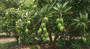 “The Mango Tree Wisdom Series”: African Proverbs and their Meanings; “Anoma antu a, obua da”